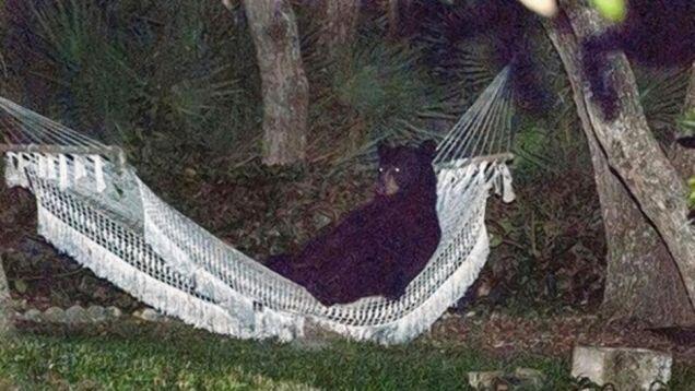 hammock bear