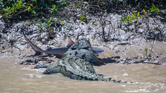 alligator eats shark